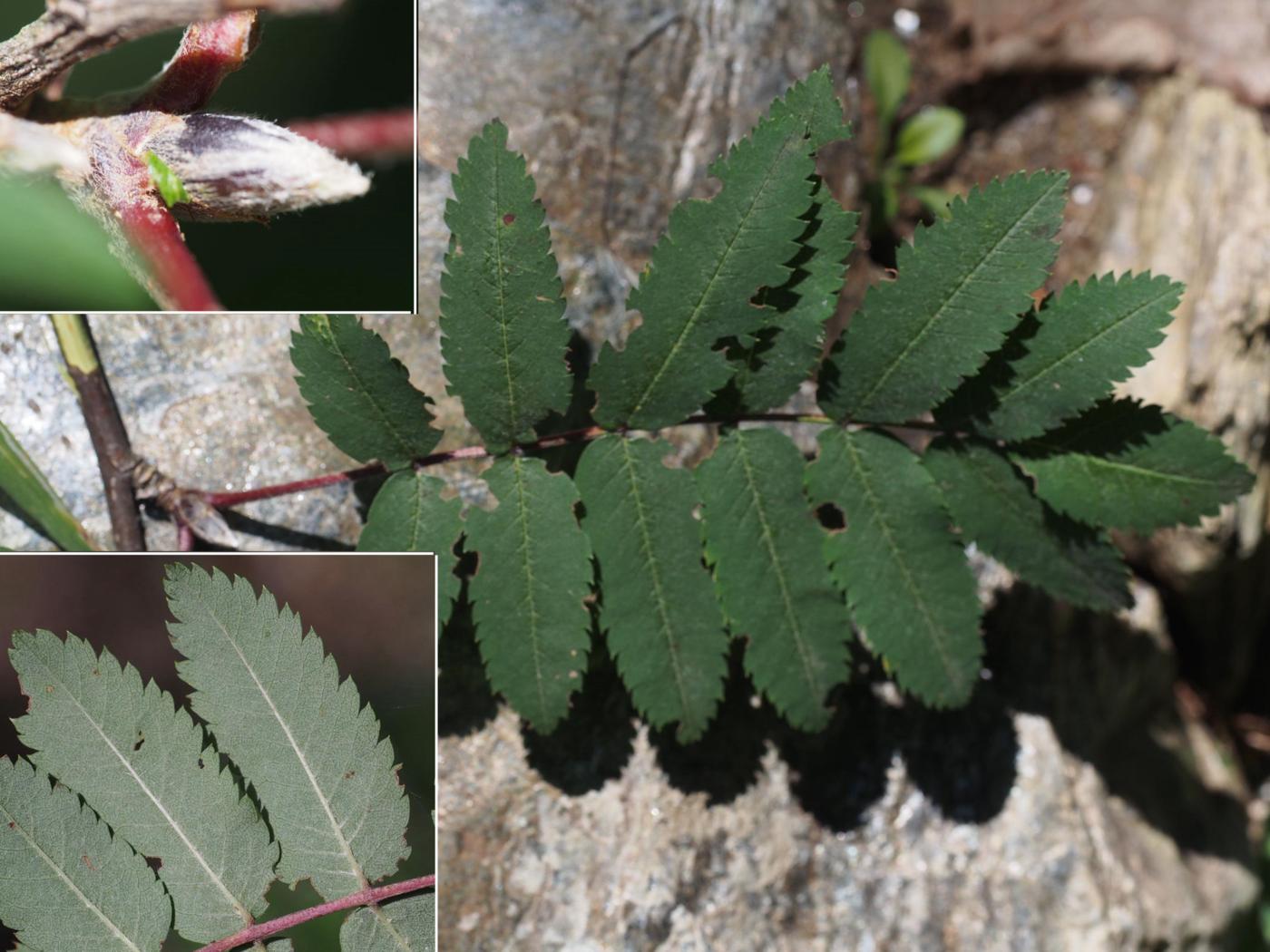 Rowan leaf